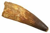 Real Spinosaurus Tooth - Huge Dinosaur Tooth #328037-1